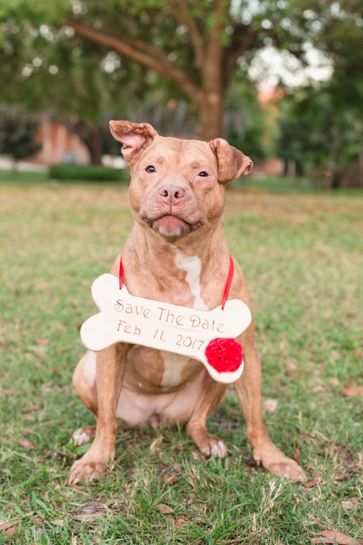 Top Orlando wedding photographer captures fun engagement session featuring a pitbull dog and a beautiful couple at UCF in Orlando