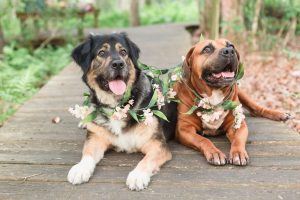 Adorable family photos in the woods with two dogs captured by top Orlando wedding and portrait photographer