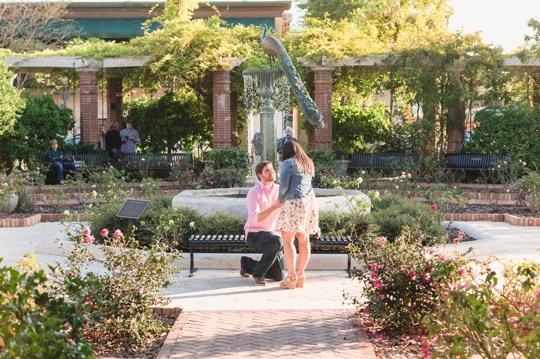 Surprise proposal photography at a rose garden in Winter Park by top Orlando wedding and engagement photographer