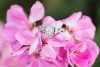 Close up of the engagement ring in beautiful pink flowers during this engagement photography session in Winter Garden with Orlando photographer