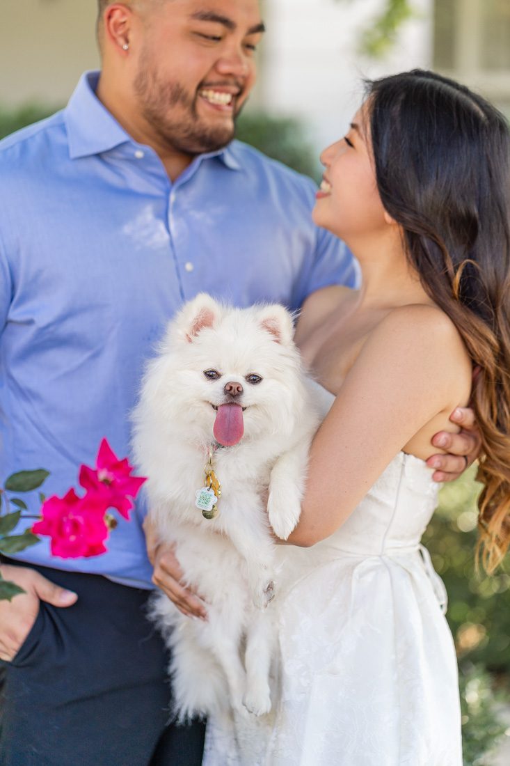 White dog Pomeranian puppy at an engagement photography session at Disney World in Orlando