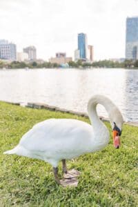 Orlando proposal photographer captures a surprise proposal at Lake Eola with red rose petals and the iconic fountain in downtown Orlando.